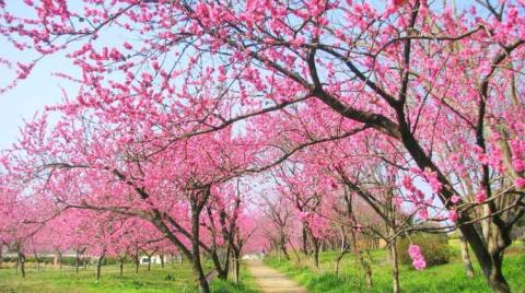 古河公方公園摘み さしま茶 オリジナルポストカード2枚付き | 古河総合公園 茶 緑茶 日本茶 グリーンティー 写真 オリジナル 茶摘み 茶畑 茶まつり 祭り 花桃 メリナ・メルクーリ 国際賞 大賀ハス 古民家 地域振興公社 山中製茶 公園 パーク 着日指定可 着日指定OK _DP20