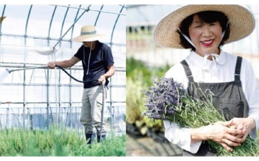 バジルジェノベーゼ 万能ハーブソルト 食後に最適なハーブティの3点セット | バジルソース ハーブソルト 調味料 ハーブティ 茶 お茶 セット 新鮮 ハーブ農家 国産 取り寄せ お取り寄せ 贈答 贈り物 プレゼント お中元 お歳暮 御歳暮 茨城県 古河市 直送 農園直送 送料無料 _CI03