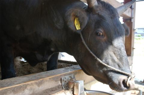 古河市で育った常陸牛！切り落とし650g | 肉 牛肉 650グラム 国産 茨城県 ブランド 冷凍 焼肉 BBQ 小分け 切り落とし 高級 贅沢 ギフト 贈答 贈答用 プレゼント 送料無料 _AO04 ※離島への配送不可