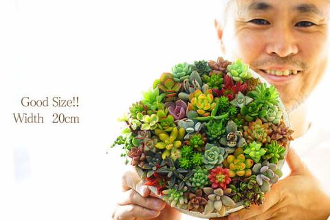 多肉植物の寄せ植え 6号鉢| 観葉植物 植物 グリーン 多肉 寄せ植え 室内 鉢植え ギフト 贈答 贈り物 プレゼント お祝い 直送 農家直送 茨城県 古河市 送料無料 _FC02