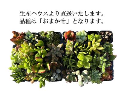 多肉植物 おまかせアソート 32苗セット| 観葉植物 植物 グリーン 多肉 鉢植え ギフト 贈答 贈り物 直送 農家直送 茨城県 古河市 送料無料 _FC04