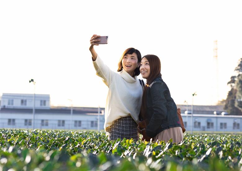 茶園見学ツアー3名様チケット | 体験 茶園 老舗 さしま茶 猿島茶 和紅茶 いずみ 吉田茶園 茨城県 古河市 関東 送料無料 _BM07