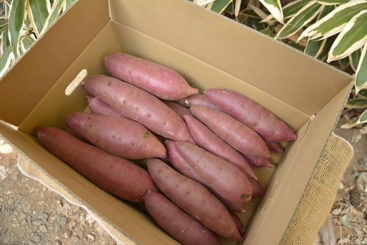 【2025年12月より順次発送】【サイズミックス】茨城県産紅はるか仁連宿さつまいも5kg ｜ さつまいも 薩摩芋 いも 芋 野菜 健康 ヘルシー おやつ スイーツ 食物繊維 生芋 生いも 国産 ギフト 贈答 贈り物 プレゼント 農家直送 産地直送 茨城県 古河市 _FP01