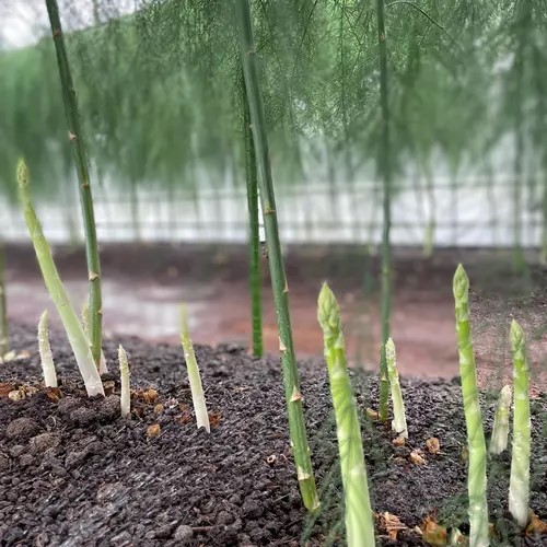 やわらかアスパラガス　100g×8束 ※2025年8月中旬～9月中旬頃に発送予定｜あすぱら アスパラ アスパラガス　800g　おいしい ギフト 贈答 贈り物 プレゼント お祝い ご褒美 家庭用_FR02