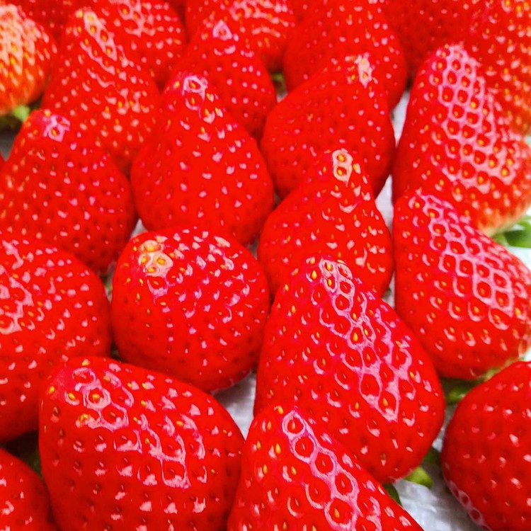 坂東姫 12粒入×1箱 ※2025年12月下旬～2026年2月上旬頃に順次発送予定 ※北海道・沖縄・離島への配送不可 ｜ いちご 苺 イチゴ 坂東姫 果物 くだもの フルーツ 旬 坂東太郎 あまい 甘い 人気 取り寄せ お取り寄せ ギフト 贈答 贈り物 プレゼント 直送 工場直送 茨城県 古河市 送料無料 _CB18