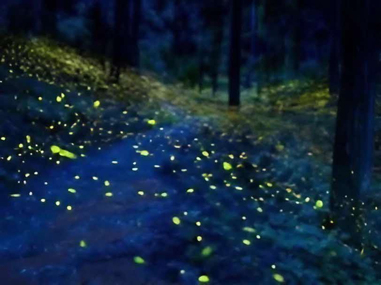 こがこもれびあーと ピアスセット　フラム・ホタル｜ピアス ハンドメイド 手作り 職人 おしゃれ 繊細 耐熱 ガラス ランプワークファクトリー ギフト プレゼント お祝い ご褒美 フォーマル カジュアル きれいめ 20代 30代 40代 茨城県 古河市 地域振興公社 _DP68