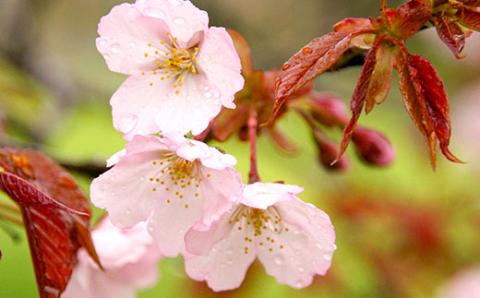 【数量限定】山桜はちみつと春の田舎はちみつの3種ギフトセット[B3山桜] 【茨城県共通返礼品／五霞町】 | はちみつ ハチミツ 蜂蜜 生はちみつ 生ハチミツ 非加熱 茨城県産 国産 純粋 食べくらべ 食べ比べ セット 詰め合わせ おすすめ ミツバチ 蜜蜂 みつばち 茨城県産 贈答 贈り物 プレゼント 茨城県 古河市 送料無料 _EY02