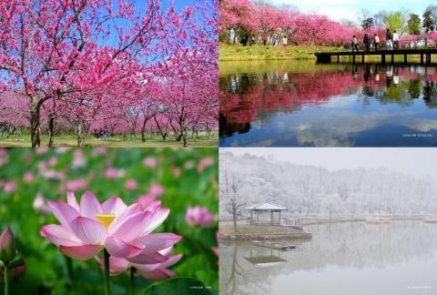 古河公方公園摘み さしま茶 オリジナルポストカード2枚付き | 古河総合公園 茶 緑茶 日本茶 グリーンティー 写真 オリジナル 茶摘み 茶畑 茶まつり 祭り 花桃 メリナ・メルクーリ 国際賞 大賀ハス 古民家 地域振興公社 山中製茶 公園 パーク 着日指定可 着日指定OK _DP20