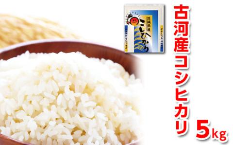 【新米】令和7年産 古河産コシヒカリ（5kg） | 米 こめ コメ 5キロ こしひかり コシヒカリ 古河市産 茨城県産 贈答 贈り物 プレゼント 茨城県 古河市 直送 産地直送 送料無料 ※2025年9月上旬頃より順次発送予定 _DP07