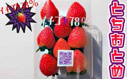 早く見つけて～！！甘い！美味しい！と巷で噂の苺をいっぱい食べてる人程食べてほしい♥ とちおとめ260g×4パック | いちご 苺 イチゴ 約 1キロ フルーツ おいしい トチオトメ 取り寄せ お取り寄せ ギフト 贈答 贈り物 プレゼント 茨城県 古河市 直送 農家直送 産地直送 送料無料 ※北海道・沖縄・離島への配送不可 ※2025年12月下旬頃より順次発送予定 _FE01