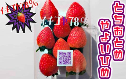 早く見つけて～！！甘い！美味しい！と巷で噂の苺をいっぱい食べてる人程食べてほしい♥ とちおとめ260g×2＆やよいひめ260g×2 | いちご 苺 イチゴ 約 1キロ 食べ比べ フルーツ おいしい やよい姫 トチオトメ 取り寄せ お取り寄せ 食べくらべ ギフト 贈答 贈り物 プレゼント 茨城県 古河市 直送 農家直送 産地直送 送料無料 ※北海道・沖縄・離島への配送不可 ※2025年12月下旬頃より順次発送予定 _FE03