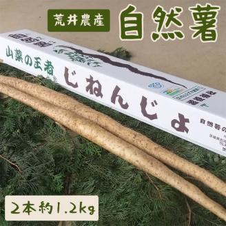 自然薯（2本 約1.2kg） | とろろ 1.2キロ ご飯のお供 野菜 栽培 健康 栄養 山芋 山の芋 国産 産地直送 農家直送 贈答 贈り物 プレゼント 茨城県 古河市 荒井農産 直送 農家直送 産地直送 送料無料 _AC01