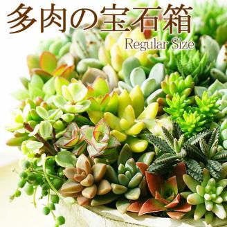 多肉植物の寄せ植え 6号鉢| 観葉植物 植物 グリーン 多肉 寄せ植え 室内 鉢植え ギフト 贈答 贈り物 プレゼント お祝い 直送 農家直送 茨城県 古河市 送料無料 _FC02