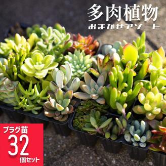 多肉植物 おまかせアソート 32苗セット| 観葉植物 植物 グリーン 多肉 鉢植え ギフト 贈答 贈り物 直送 農家直送 茨城県 古河市 送料無料 _FC04