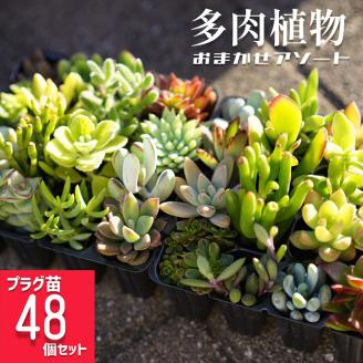多肉植物 おまかせアソート 48苗セット| 観葉植物 植物 グリーン 多肉 鉢植え ギフト 贈答 贈り物 直送 農家直送 茨城県 古河市 送料無料 _FC05