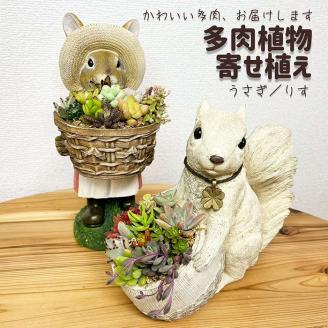 多肉植物の寄せ植え（うさぎ） ※北海道・沖縄・離島への配送不可 | 観葉植物 植物 グリーン 多肉 寄せ植え 室内 鉢植え ギフト 贈答 贈り物 プレゼント お祝い 直送 農家直送 茨城県 古河市 送料無料 _FC08