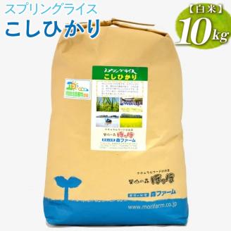 スプリングライス こしひかり (白米) 10kg | 米 こめ コメ 10キロ 精米 白米 こしひかり コシヒカリ 古河市産 茨城県産 取り寄せ お取り寄せ ギフト 贈答 贈り物 プレゼント お中元 お歳暮　 茨城県 古河市 直送 農家直送 産地直送 送料無料 _BI26