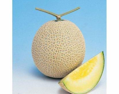 アールス系メロン”雅”(みやび) 1玉 ※2025年7月上旬頃より順次発送予定 ※北海道・沖縄・離島への配送不可 _CB04