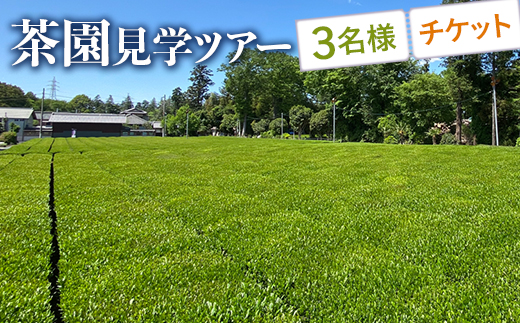茶園見学ツアー3名様チケット | 体験 茶園 老舗 さしま茶 猿島茶 和紅茶 いずみ 吉田茶園 茨城県 古河市 関東 送料無料 _BM07
