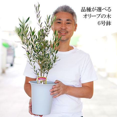 オリーブの木 6号鉢 シンボルツリー ※北海道・沖縄・離島への配送不可 | 観葉植物 植物 グリーン オリーブの木 コロネイキ 室内 苗 鉢植え  シンボルツリー ギフト 贈答 贈り物 プレゼント お中元 お歳暮 直送 農家直送 茨城県 古河市 送料無料 _FC10: 古河市ANAのふるさと納税