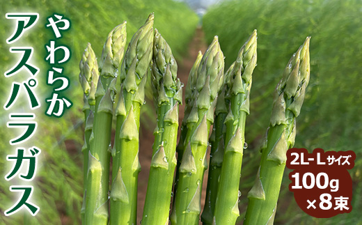 やわらかアスパラガス　100g×8束 ※2025年8月中旬～9月中旬頃に発送予定｜あすぱら アスパラ アスパラガス　800g　おいしい ギフト 贈答 贈り物 プレゼント お祝い ご褒美 家庭用_FR02