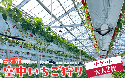 古河市 空中いちご狩り チケット 大人2枚 ｜ いちご イチゴ 苺 いちご狩り 白いちご 食べ放題 ※2025年4月下旬頃より順次発送予定 _FV01