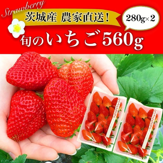 摘みたて！旬のいちご560g（280g×2） ※北海道・沖縄・離島への配送不可 ※2026年3月上旬～4月上旬頃に順次発送予定 | いちご 苺 イチゴ 560グラム 2パック フルーツ 小分け おいしい いばらキッス 紅ほっぺ よつぼし 恋みのり 取り寄せ お取り寄せ ギフト 贈答 贈り物 プレゼント 茨城県 古河市 直送 農家直送 産地直送 送料無料 _BI10