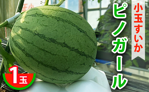 小玉すいかピノガール 1玉 ※2024年7月中旬～8月上旬頃に順次発送予定 ※北海道・沖縄・離島への配送不可 ｜ スイカ 西瓜 すいか ピノガール 果物 くだもの フルーツ 旬 坂東太郎 あまい 甘い 人気 取り寄せ お取り寄せ ギフト 贈答 贈り物 プレゼント 直送 工場直送 茨城県 古河市 送料無料 _CB17