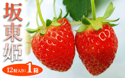 坂東姫 12粒入×1箱 ※2025年12月下旬～2026年2月上旬頃に順次発送予定 ※北海道・沖縄・離島への配送不可 ｜ いちご 苺 イチゴ 坂東姫 果物 くだもの フルーツ 旬 坂東太郎 あまい 甘い 人気 取り寄せ お取り寄せ ギフト 贈答 贈り物 プレゼント 直送 工場直送 茨城県 古河市 送料無料 _CB18