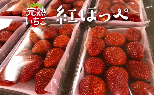 完熟紅ほっぺ 300g×2パック｜ いちご 苺 イチゴ 茨城県産 300グラム 2パック フルーツ 小分け 紅ほっぺ 取り寄せ お取り寄せ おいしい ギフト 贈答 贈り物 プレゼント 茨城県 古河市 直送 農家直送 産地直送 送料無料 600g 600グラム 300g 300グラム ※北海道・沖縄・離島への配送不可 ※2025年1月上旬～3月下旬頃に順次発送予定 _CU01