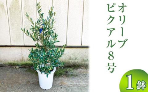 オリーブ ピクアル8号 ※離島への配送不可 | 観葉植物 植物 グリーン オリーブの木 ピクアル 室内 苗 鉢植え シンボルツリー ギフト 贈答 贈り物 プレゼント お中元 お歳暮 直送 農家直送 茨城県 古河市 送料無料 _BZ18