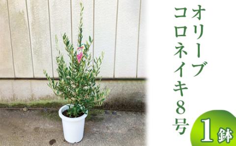 オリーブ コロネイキ8号 ※離島への配送不可 | 観葉植物 植物 グリーン オリーブの木 コロネイキ 室内 苗 鉢植え シンボルツリー ギフト 贈答 贈り物 プレゼント お中元 お歳暮 直送 農家直送 茨城県 古河市 送料無料 _BZ16