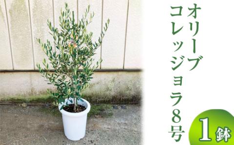 オリーブ コレッジョラ8号 ※離島への配送不可 | 観葉植物 植物 グリーン オリーブの木 コラッジョラ 室内 苗 鉢植え シンボルツリー ギフト 贈答 贈り物 プレゼント お中元 お歳暮 直送 農家直送 茨城県 古河市 送料無料 _BZ15