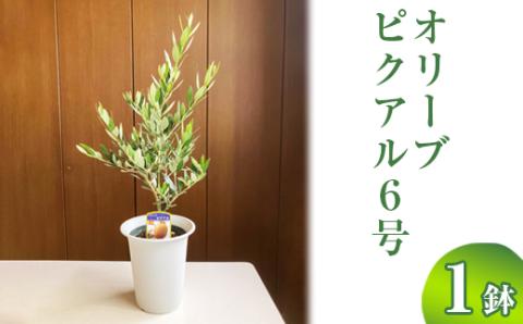 オリーブ ピクアル6号 ※離島への配送不可 | 観葉植物 植物 グリーン オリーブの木 ピクアル 室内 苗 鉢植え シンボルツリー ギフト 贈答 贈り物 プレゼント お中元 お歳暮 直送 農家直送 茨城県 古河市 送料無料 _BZ11