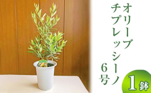 オリーブ チプレッシーノ6号 ※離島への配送不可 | 観葉植物 植物 グリーン オリーブの木 チプレッシーノ 室内 苗 鉢植え シンボルツリー ギフト 贈答 贈り物 プレゼント お中元 お歳暮 直送 農家直送 茨城県 古河市 送料無料 _BZ10