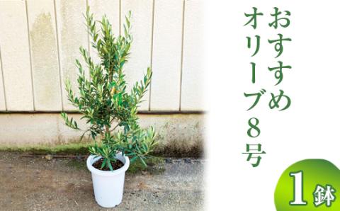 おすすめオリーブ8号 ※離島への配送不可 | 観葉植物 植物 グリーン オリーブの木 室内 苗 鉢植え シンボルツリー ギフト 贈答 贈り物 プレゼント お中元 お歳暮 直送 農家直送 茨城県 古河市 送料無料 _BZ12