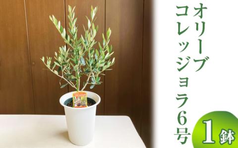 オリーブ コレッジョラ6号 ※離島への配送不可 | 観葉植物 植物 グリーン オリーブの木 コラッジョラ 室内 苗 鉢植え シンボルツリー ギフト 贈答 贈り物 プレゼント お中元 お歳暮 直送 農家直送 茨城県 古河市 送料無料 _BZ08