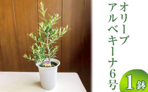 オリーブ アルベキーナ6号 ※離島への配送不可 | 観葉植物 植物 グリーン オリーブの木 アルベキーナ 室内 苗 鉢植え シンボルツリー ギフト 贈答 贈り物 プレゼント お中元 お歳暮 直送 農家直送 茨城県 古河市 送料無料 _BZ06