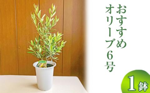 おすすめオリーブ6号 ※離島への配送不可 | 観葉植物 植物 グリーン オリーブの木 室内 苗 鉢植え シンボルツリー ギフト 贈答 贈り物 プレゼント お中元 お歳暮 直送 農家直送 茨城県 古河市 送料無料 _BZ05