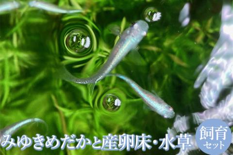 人気！みゆきめだかと産卵床・水草の飼育セット(メダカ15匹) ※北海道・沖縄・離島への配送不可 ※2023年10月上旬頃より順次発送予定 | めだか メダカ 生育 飼育 ペット 水草 産卵床 自由研究 茨城県 古河市 _DB01