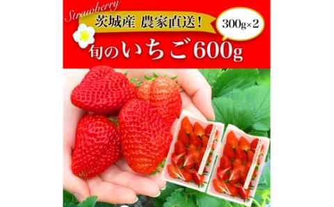 摘みたて！旬のいちご600g（300g×2） ※北海道・沖縄・離島への配送不可 ※2025年1月中旬頃より順次発送予定 | いちご 苺 イチゴ 600グラム 2パック フルーツ 小分け おいしい いばらキッス 紅ほっぺ よつぼし 恋みのり 取り寄せ お取り寄せ ギフト 贈答 贈り物 プレゼント 茨城県 古河市 直送 農家直送 産地直送 送料無料 _BI10