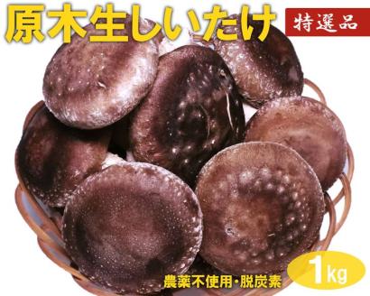 原木生しいたけ 1kg 特大厚肉品 特選品 贈答用 農薬不使用 脱炭素 ※離島への配送不可 _DR02