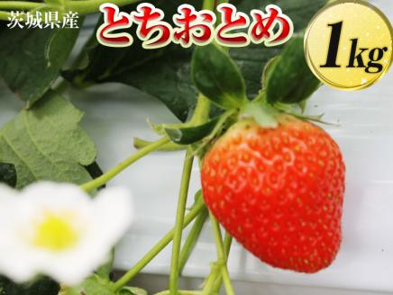 茨城県産　とちおとめ　約1kg〈茨城県共通返礼品・大洗町〉※2023年1月上旬～3月上旬頃に順次発送予定 | いちご イチゴ 苺 茨城県産 _DV07