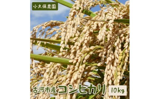 【令和7年産】古河市産 コシヒカリ10kg【小久保農園】  | 米 茨城県 こめ コメ 白米 ご飯 単一米 国産 古河市 茨城県産 定番 おいしい ギフト 贈答 贈り物 プレゼント お祝 ご褒美 記念日 景品 _AS02