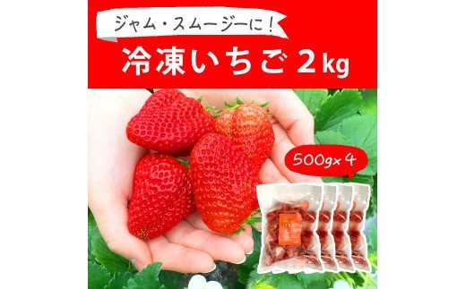 摘みたて！便利な小分け！冷凍いちご2kg(500g×4) | いちご 苺 イチゴ 2キロ 冷凍 フルーツ 小分け おいしい ジャム スムージー かき氷 いばらキッス 紅ほっぺ よつぼし 恋みのり 贈答 贈り物 プレゼント 茨城県 古河市 直送 農家直送 産地直送 送料無料 _BI09