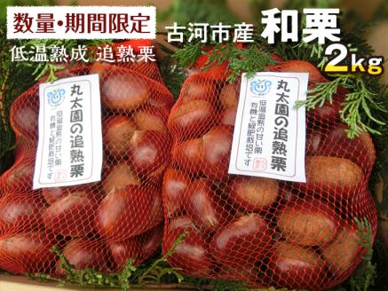 [数量・期間限定]低温熟成 追熟栗 2Kg 古河市産和栗 茨城産 茶園 産地直送 丸太園_BF15※離島への配送不可 ※2024年10月中旬頃より順次発送予定