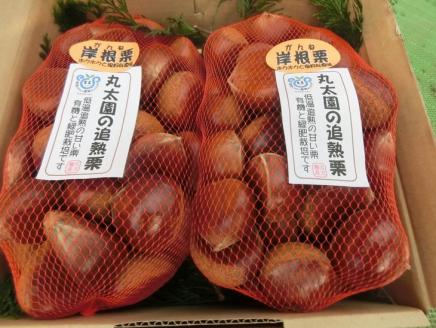 [数量・期間限定]低温熟成 追熟がんね栗 1.8Kg 古河市産和栗_BF16※離島への配送不可 ※2024年10月中旬頃より順次発送予定