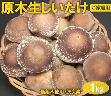 原木生しいたけ 1kg ※離島への配送不可 | 特大厚肉品 特選品 贈答用 農薬不使用 脱炭素 しいたけ 椎茸 シイタケ きのこ キノコ 原木栽培 ギフト 贈答 贈り物 お祝 ご褒美 記念品 プレゼント 栄養 健康 _DR03