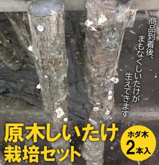 原木しいたけ栽培セット・ホダ木2本入り ※離島への配送不可 | 特大厚肉品 特選品 贈答用 農薬不使用 脱炭素 しいたけ 椎茸 シイタケ きのこ キノコ 原木栽培 ギフト 贈答 贈り物 お祝 ご褒美 記念品 プレゼント 栄養 健康 _DR04