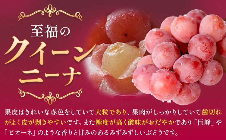 ぶどう クイーンニーナ 2房 約1.0～1.2kg 葡萄 ブドウ ぶどう 赤ぶどう 大粒 種なし フルーツ 果物 産地直送 新鮮 ジューシー お取り寄せ 国産 茨城県 結城市 《8月下旬-9月下旬出荷予定》 會澤ぶどう・キウイフルーツ園 【配送不可地域あり】(離島)---yuki_aizw_2_2p---